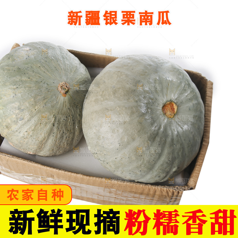 白底上的银栗南瓜