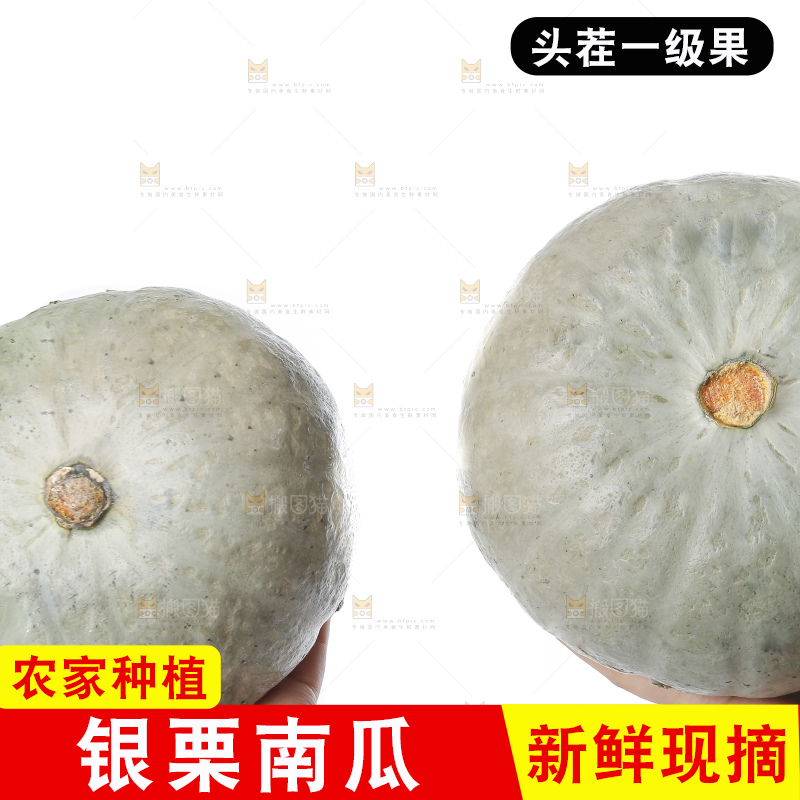 白底上的银栗南瓜