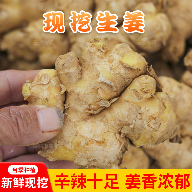 手里拿着新鲜生姜