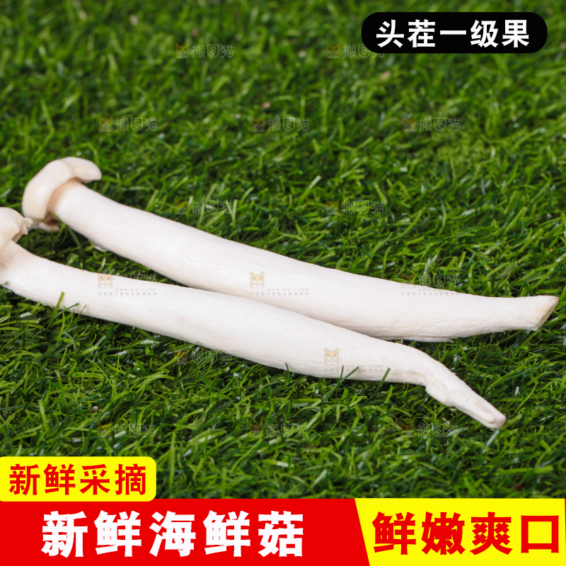 草地上的海鲜菇