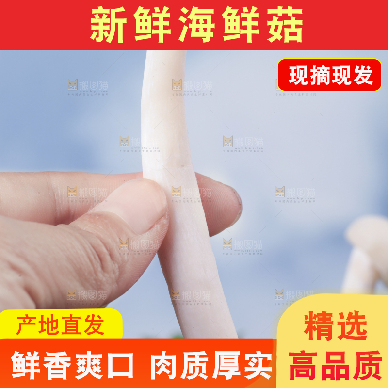 草地上的海鲜菇