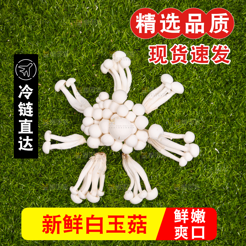 草地上的白玉菇