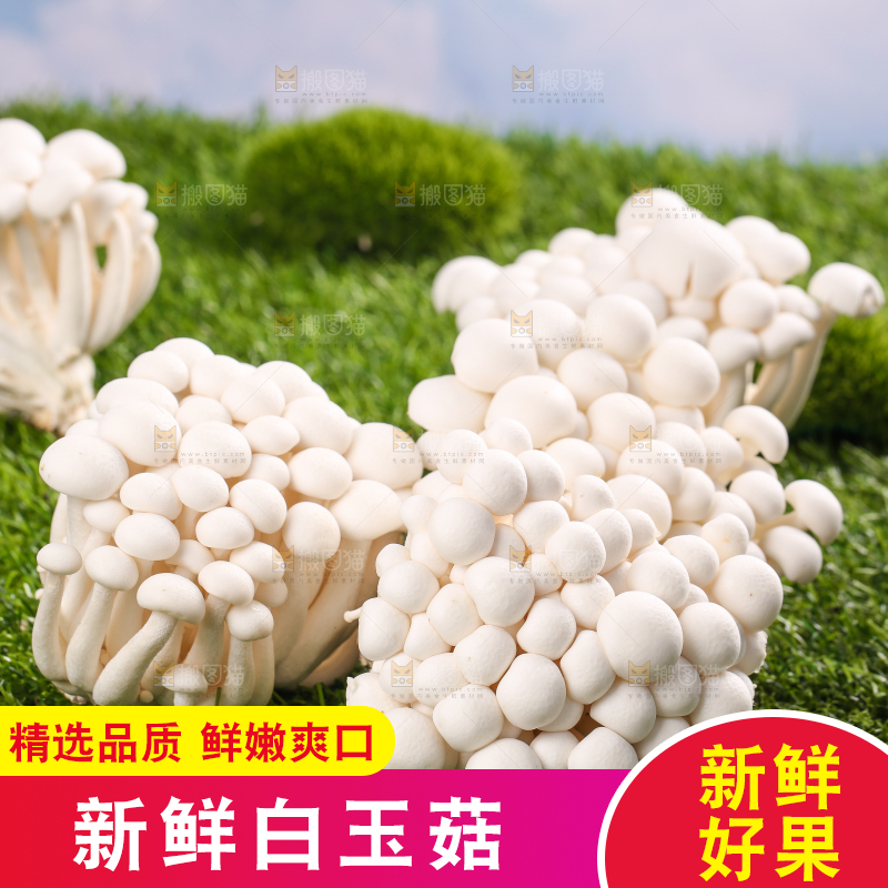 草地上的白玉菇