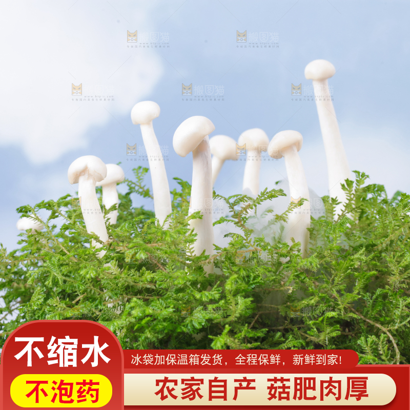 草地上的海鲜菇