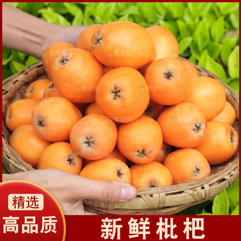 手里端着一篮米易枇杷