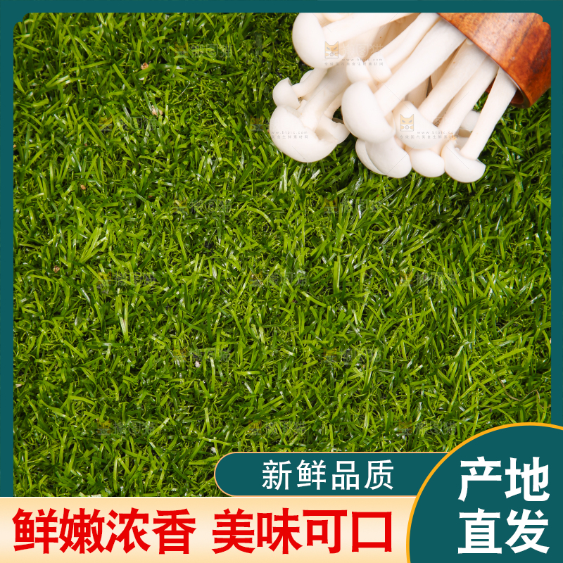 草地上的白玉菇