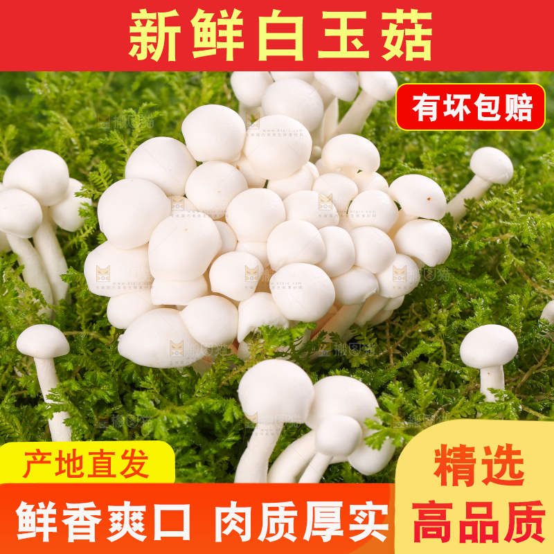 草地上的白玉菇