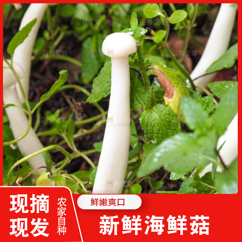 草地上的海鲜菇