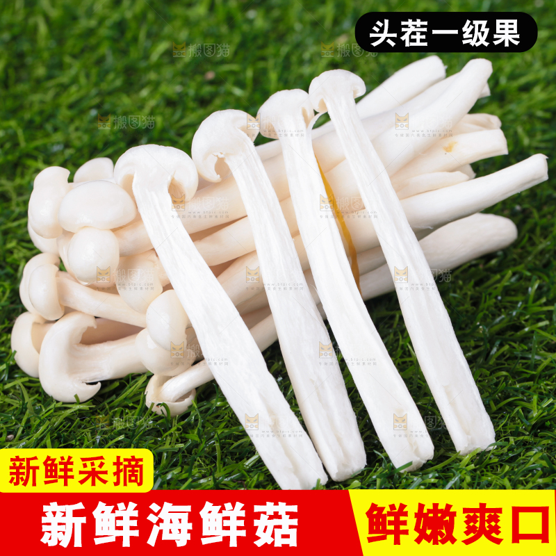 草地上的海鲜菇