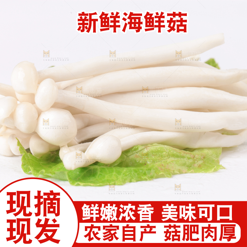 白底上的海鲜菇