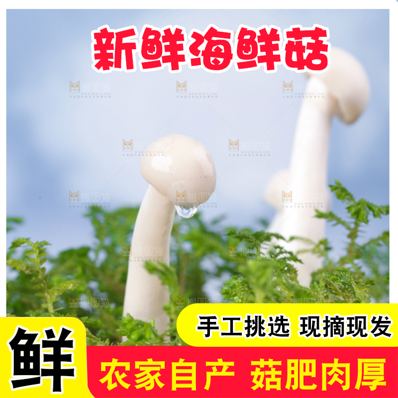 草地上的海鲜菇