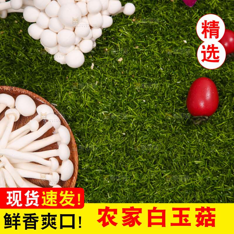 草地上的白玉菇
