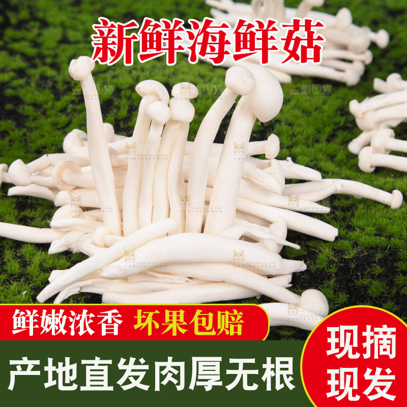 草地上的海鲜菇