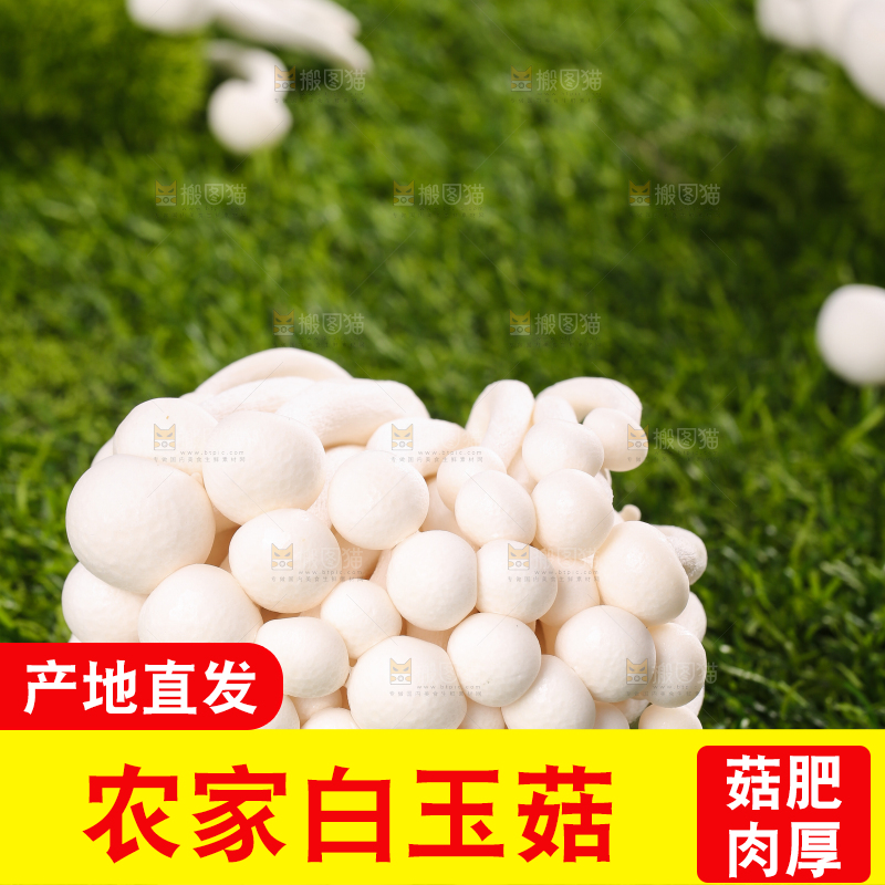 草地上的白玉菇