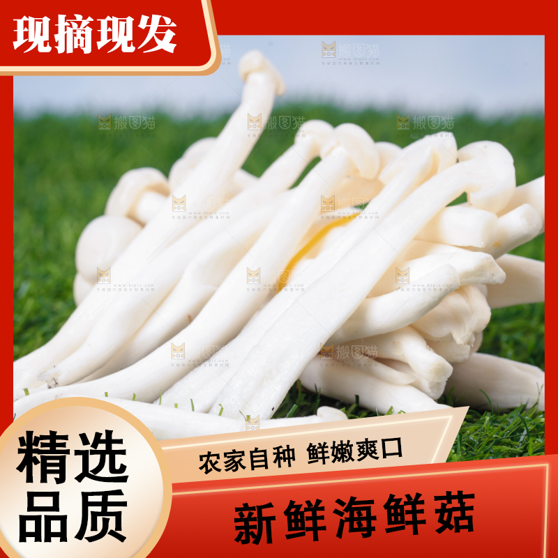 草地上的海鲜菇