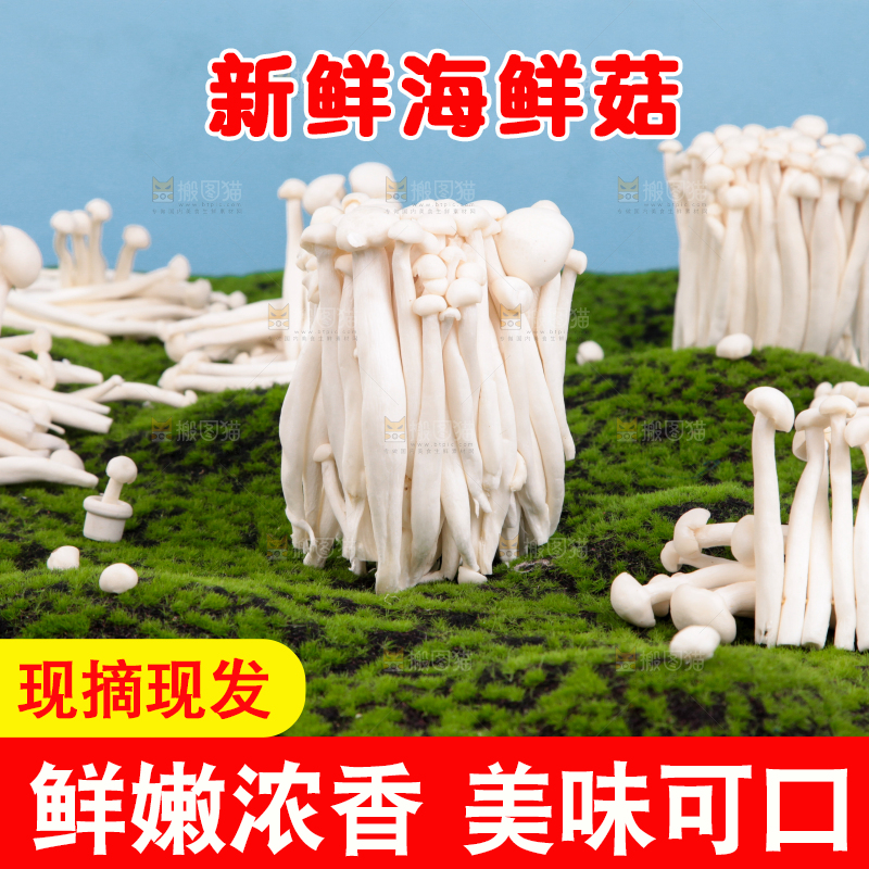 草地上的海鲜菇