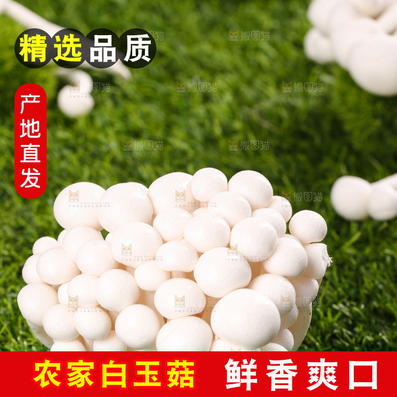 草地上的白玉菇