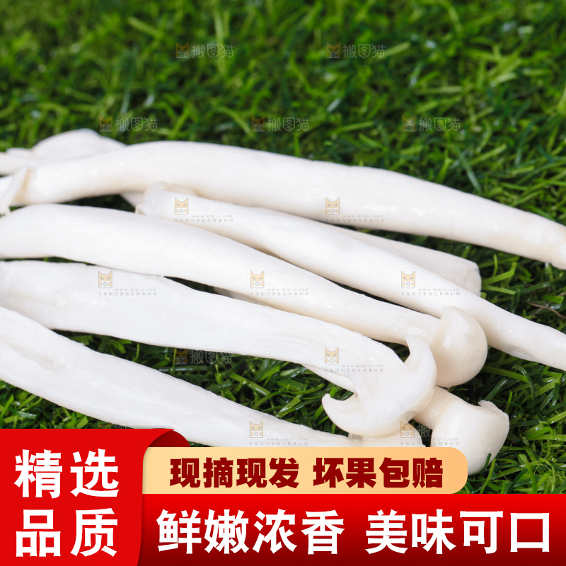 草地上的海鲜菇