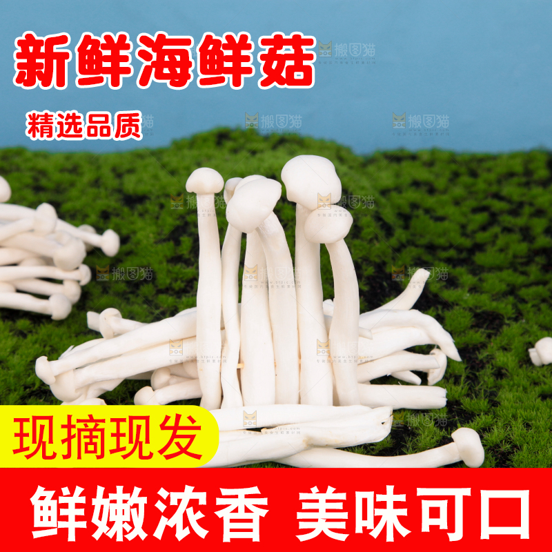 草地上的海鲜菇