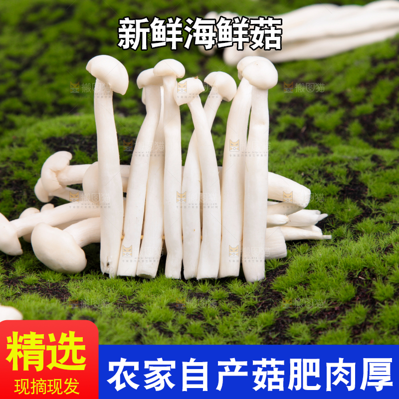 草地上的海鲜菇