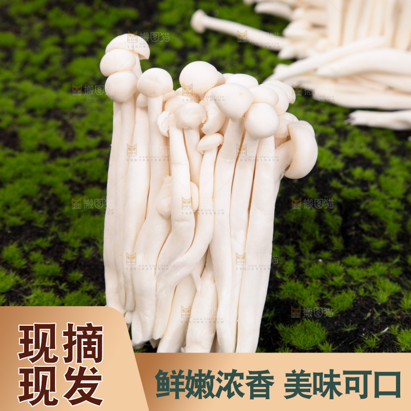 草地上的海鲜菇
