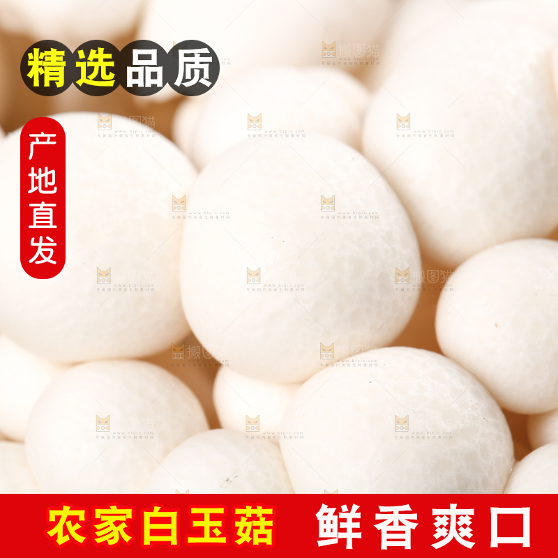 草地上的白玉菇