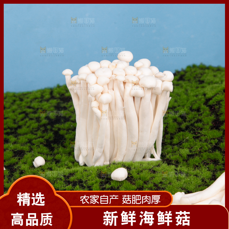 草地上的海鲜菇