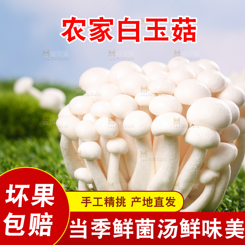 草地上的白玉菇