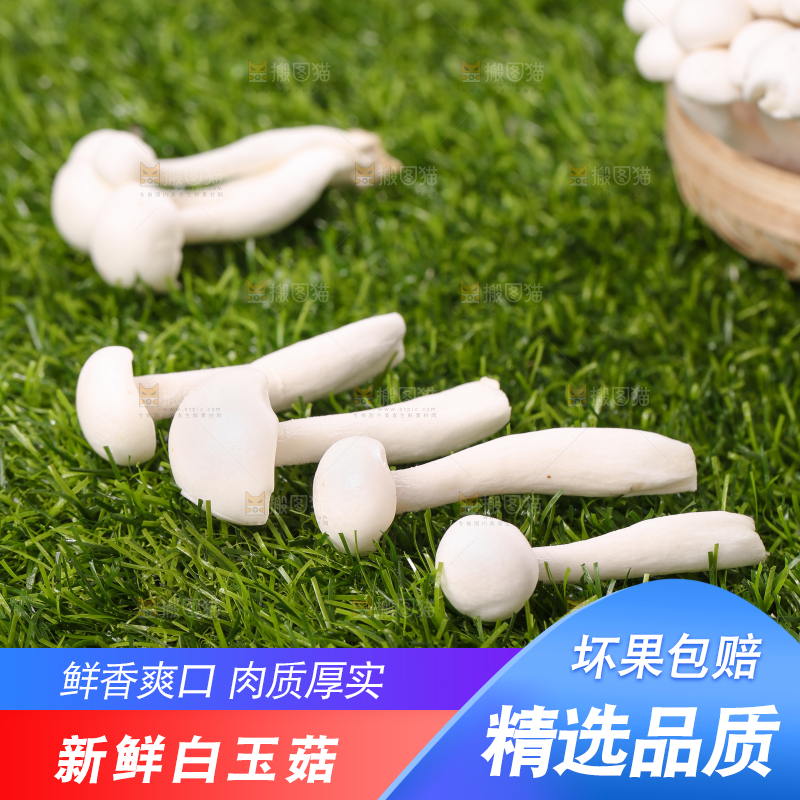 草地上的白玉菇
