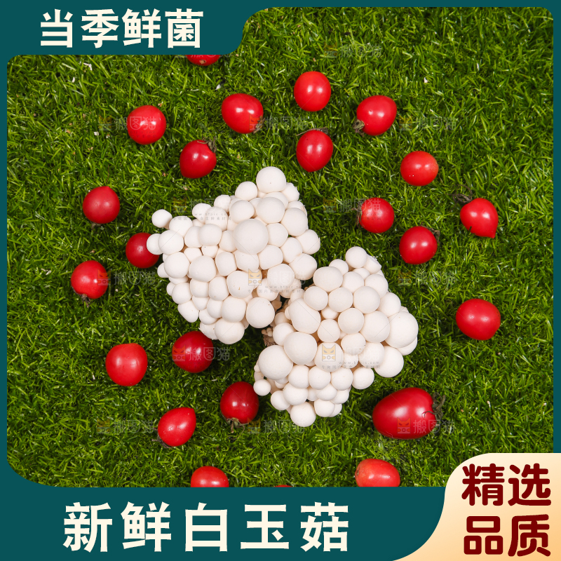 草地上的白玉菇