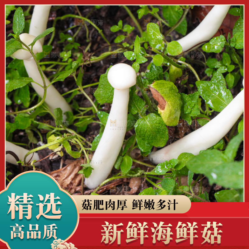 草地上的海鲜菇