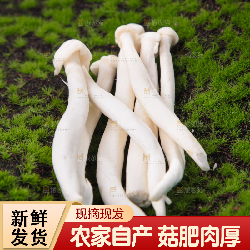 草地上的海鲜菇