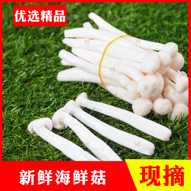 草地上的海鲜菇