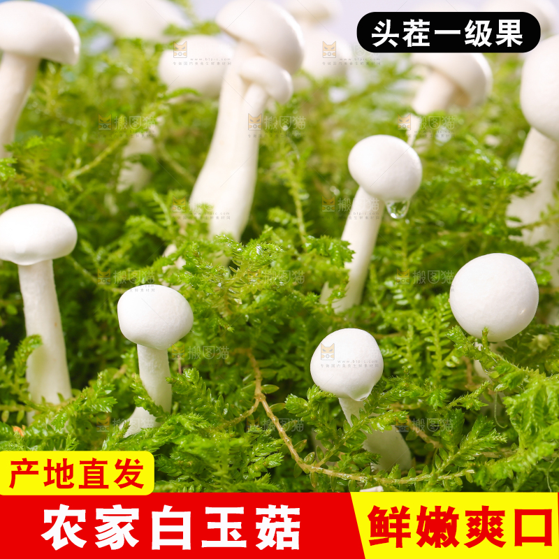 草地上的白玉菇