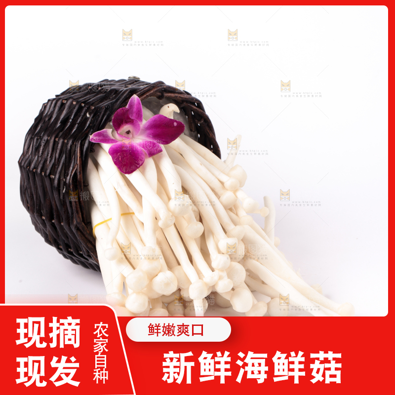 白底上的海鲜菇