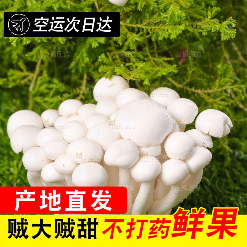 草地上的白玉菇