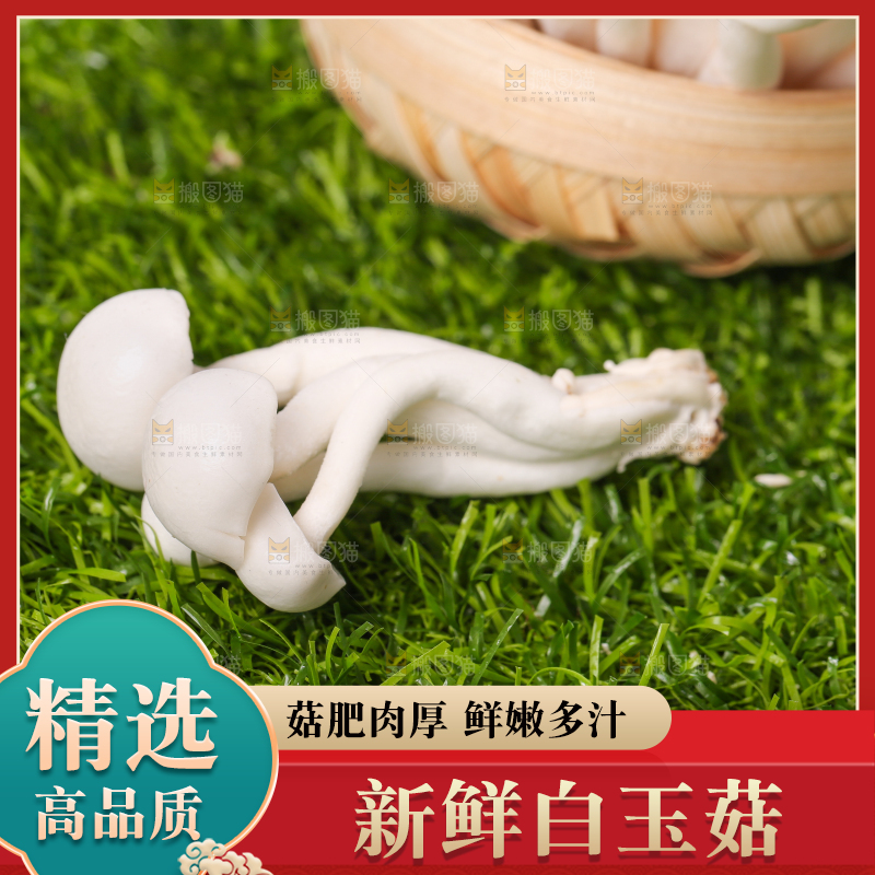 草地上的白玉菇