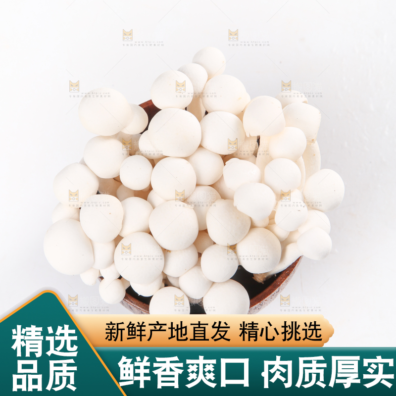 白底上的白玉菇