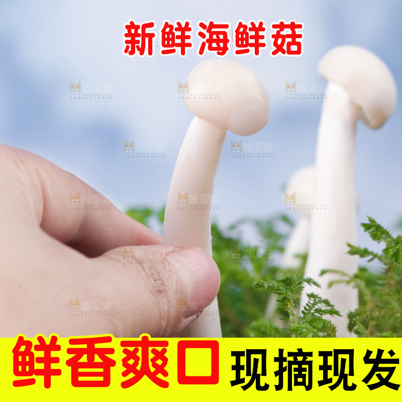 草地上的海鲜菇