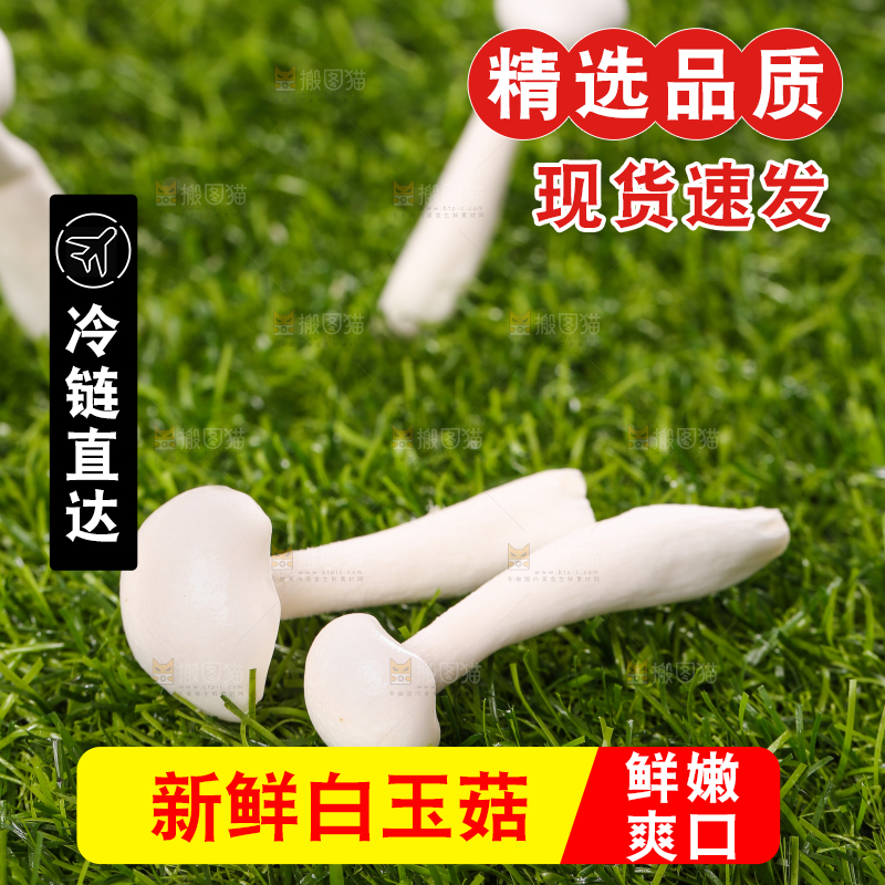 草地上的白玉菇