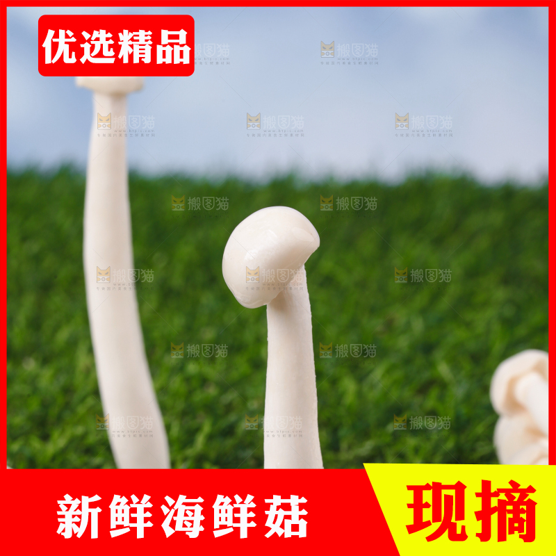 草地上的海鲜菇