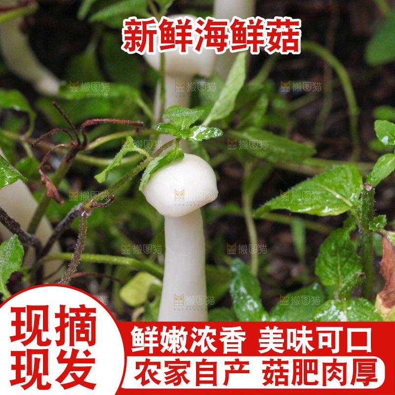 草地上的海鲜菇