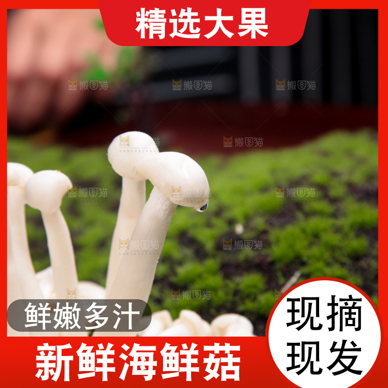 草地上的海鲜菇