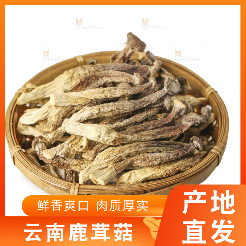 白底上的鹿茸菇