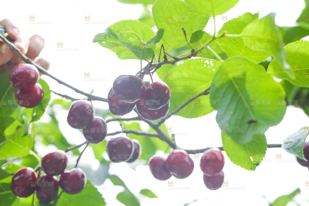 手里拿着新鲜车厘子
