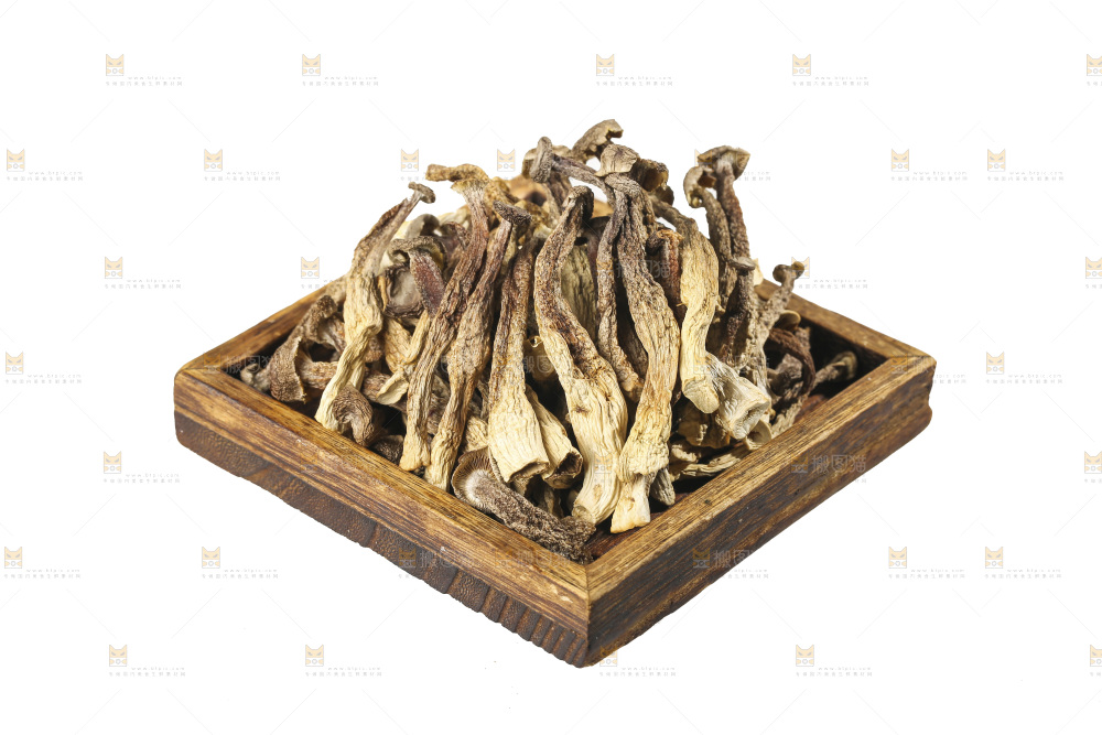 白底上的鹿茸菇