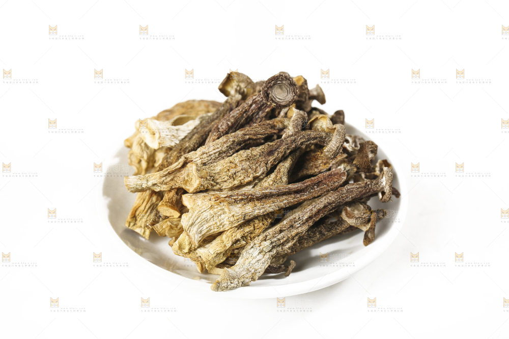 白底上的鹿茸菇
