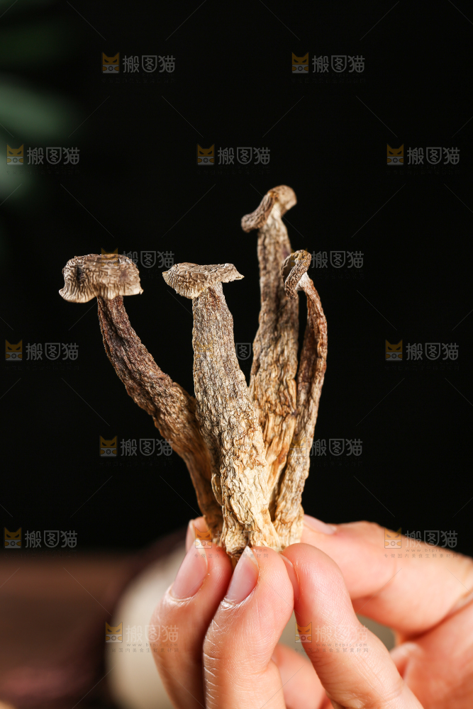 深底上的鹿茸菇
