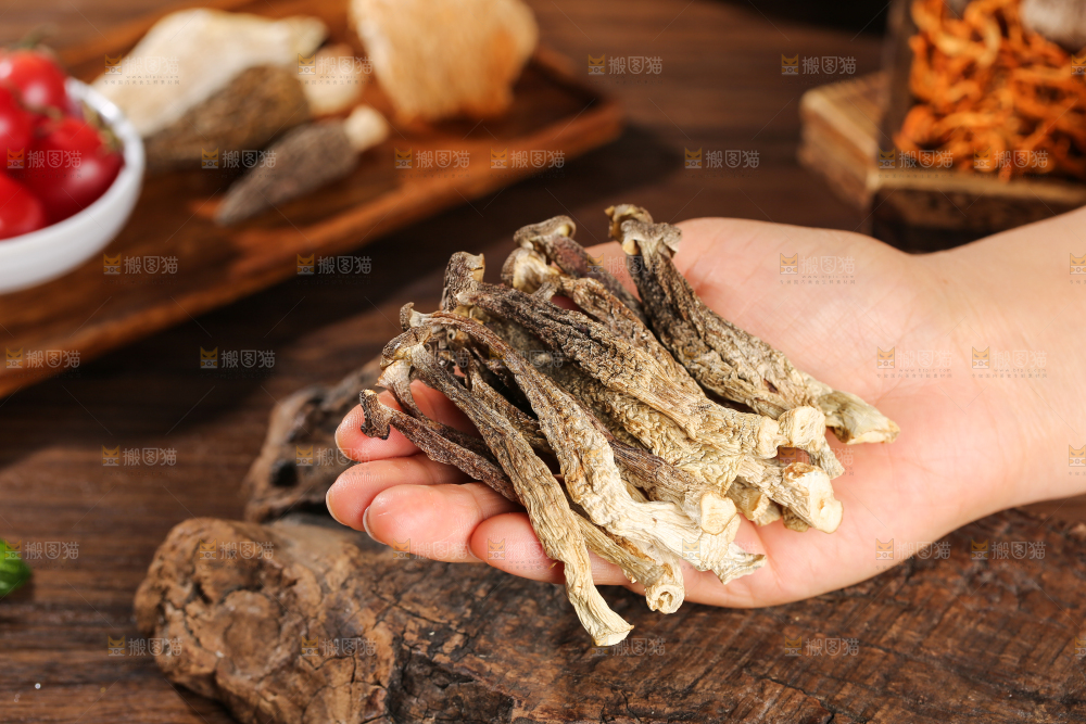 鹿茸菇