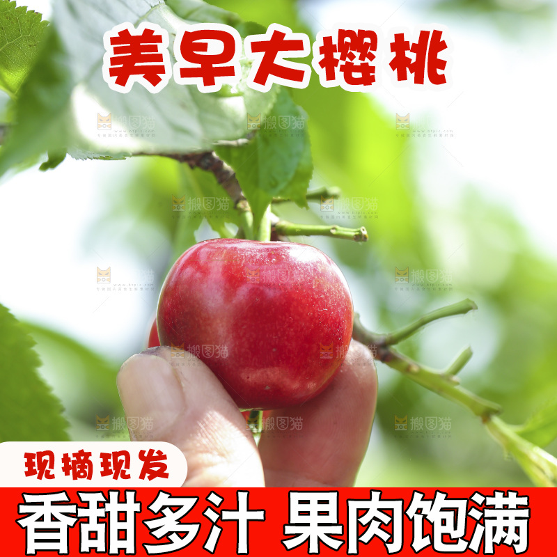 美早大樱桃主图